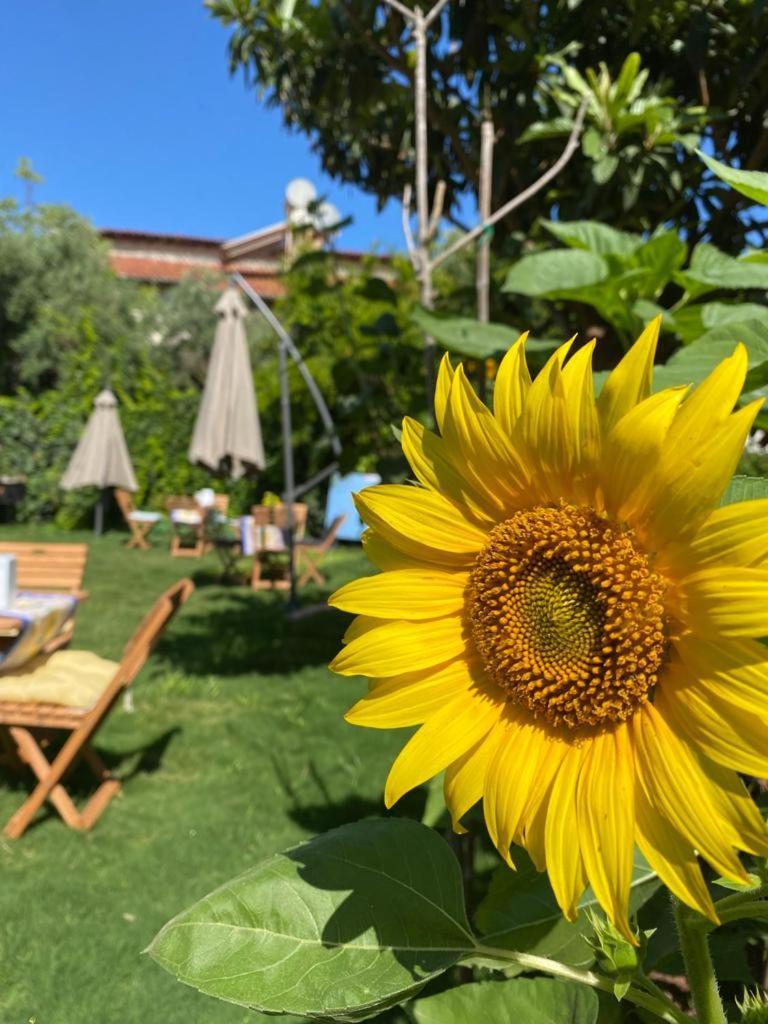 Lemon-Ada Butik Otel Kusadası Eksteriør bilde